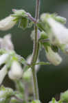 Arkansas beardtongue